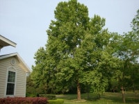 Photo of the entire plant of American Sycamore (Platanus... org Photo of the entire plant of American Sycamore (Platanus... 