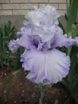 Photo of the bloom of Tall Bearded Iris (Iris Through the Clouds) posted by Paul2032 - Garden.org Photo of the bloom of Tall... 