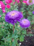 Photo of the bloom of China Aster (Callistephus chinensis) posted by Paul2032 - Garden.org Photo of the bloom of China Aster... 