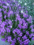 Photo of the entire plant of Obedient Plant (Physostegia virginiana Vivid) posted by Paul2032 - Garden.org Photo of the entire... 