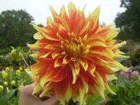 Dahlia (Dahlia Bodacious) posted by Greyghost - Garden.org Photo of the bloom of Informal Decorative Dahlia (Dahlia Bodacious)