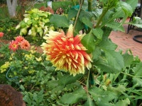 Dahlia (Dahlia Bodacious) posted by pirl - Garden.org Photo of the leaves of Informal Decorative Dahlia (Dahlia Bodacious)