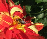 Photo of the bloom of Informal Decorative Dahlia (Dahlia Bodacious) posted by pirl - Garden.org Photo of the bloom of Informal... 