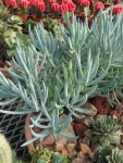 Viewing a Plant Combination by Paul2032 - Garden.org