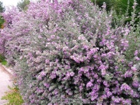 Photo of the entire plant of Texas Sage (Leucophyllum frutescens) posted by Kelli - Garden.org Photo of the entire plant of Texas... 