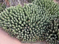Photo of the entire plant of Moroccan Mound (Euphorbia resinifera) posted by Kelli - Garden.org Photo of the entire plant of... 