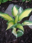 Photo of the entire plant of Hosta Island Breeze posted by Paul2032 - Garden.org Photo of the entire plant of Hosta Island Breeze