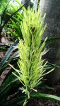 Photo of the bloom of Snake Plant (Sansevieria hyacinthoides) posted by Dutchlady1 - Garden.org Photo of the bloom of Snake Plant... 