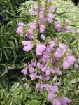 Photo of the bloom of Obedient Plant (Physostegia virginiana Vivid) posted by Paul2032 - Garden.org Photo of the bloom of... 