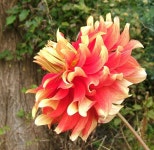 Photo of the bloom of Informal Decorative Dahlia (Dahlia Bodacious) posted by pirl - Garden.org Photo of the bloom of Informal... 