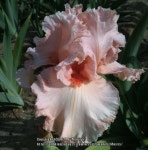 Photo of the bloom of Tall Bearded Iris (Iris Happenstance... org Photo of the bloom of Tall Bearded Iris (Iris Happenstance)