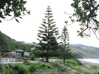 Photo of the entire plant of Norfolk Island Pine (Araucaria heterophylla) posted by bootandall - Garden.org Photo of the entire... 