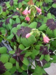 Photo of the bloom of Good Luck Plant (Oxalis tetraphylla Iron Cross) posted by Paul2032 - Garden.org Photo of the bloom of... 