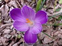 Photo of the bloom of Crocus posted by TexasPlumeria87 - Garden.org Photo of the bloom of Crocus