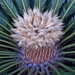 Photo of the cone of Sago Palm (Cycas revoluta) posted by admin - Garden.org Photo of the cone of Sago Palm (Cycas revoluta)