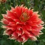 Photo of the bloom of Informal Decorative Dahlia (Dahlia Bodacious) posted by Joy - Garden.org Photo of the bloom of Informal... 