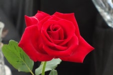 Photo of the bloom of Rose (Rosa Veterans Honor) posted by... org Photo of the bloom of Rose (Rosa Veterans Honor)