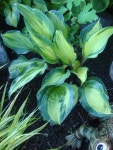 Photo of the entire plant of Hosta Island Breeze posted by Paul2032 - Garden.org Photo of the entire plant of Hosta Island Breeze
