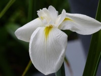Photo of the bloom of Species Iris (Iris ensata) posted by Mayo62 - Garden.org Photo of the bloom of Species Iris (Iris ensata)
