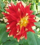 posted by pirl - Garden.org Photo of the stamens, filaments and pistils of Informal Decorative Dahlia (Dahlia Bodacious)