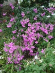 Photo of the bloom of Obedient Plant (Physostegia virginiana Vivid) posted by Paul2032 - Garden.org Photo of the bloom of... 