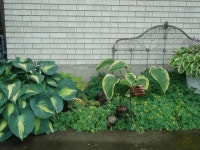 Viewing a Plant Combination by Paul2032 - Garden.org