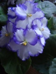 Photo of the bloom of African Violets (Saintpaulia) posted by Paul2032 - Garden.org Photo of the bloom of African Violets... 