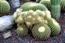 Photo of the entire plant of Golden Barrel Cactus (Echinocactus grusonii) posted by plantmanager - Garden.org Photo of the entire... 