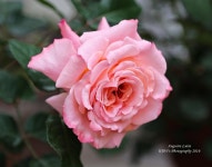 Photo of the bloom of Rose (Rosa Augusta Luise) posted by kbw664 - Garden.org Photo of the bloom of Rose (Rosa Augusta Luise)