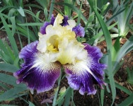 Photo of the bloom of Tall Bearded Iris (Iris Cold Fusion) posted by Lestv - Garden.org Photo of the bloom of Tall Bearded Iris... 
