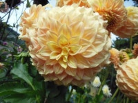 Photo of the bloom of Dahlia Bracken Sarah posted by CLC70 - Garden.org