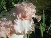 Tall Bearded Iris (Iris Romantic Mood) in the Irises Database - Garden.org Plant database entry for Tall Bearded Iris (Iris... 