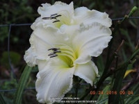 Daylily (Hemerocallis Sunday Gloves) in the Daylilies Database - Garden.org Plant database entry for Daylily (Hemerocallis... 