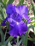 Photo of the bloom of Tall Bearded Iris (Iris Feed Back) posted by yadah_tyger - Garden.org Photo of the bloom of Tall Bearded... 