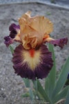Photo of the bloom of Tall Bearded Iris (Iris Brazilian Art) posted by Henhouse - Garden.org Photo of the bloom of Tall Bearded... 