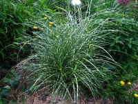 Eulalia (Miscanthus sinensis Little Zebra) - Garden.org Plant database entry for Eulalia (Miscanthus sinensis Little Zebra... 