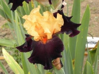 Tall Bearded Iris (Iris Halloween Trick) in the Irises Database - Garden.org Plant database entry for Tall Bearded Iris (Iris... 