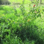Photo of the entire plant of Flowering Quince (Chaenomeles japonica) posted by Bonehead - Garden.org Photo of the entire plant of... 