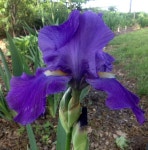 Photo of the bloom of Tall Bearded Iris (Iris Feed Back) posted by csandt - Garden.org Photo of the bloom of Tall Bearded Iris... 