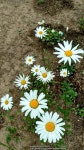 Photo of the entire plant of Oxeye Daisy (Leucanthemum vulgare) posted by evelyninthegarden - Garden.org Photo of the entire... 