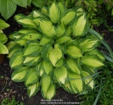 Photo of the entire plant of Hosta Island Breeze posted by ViolaAnn - Garden.org Photo of the entire plant of Hosta Island Breeze