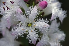 Photo of the bloom of Bog Bean (Menyanthes trifoliata) posted by RuuddeBlock - Garden.org