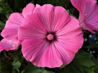 Photo of the bloom of Annual Mallow (Malva trimestris) posted by nativeplantlover - Garden.org Photo of the bloom of Annual... 
