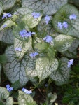 Photo of the entire plant of Brunnera (Brunnera macrophylla Jack Frost) posted by SherriRaye - Garden.org Photo of the entire... 