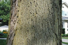 Photo of the stem, scape, stalk or bark of Common Hackberry (Celtis occidentalis) posted by ILPARW - Garden.org Photo of the stem... 
