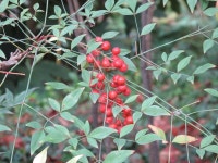 Photo of the fruit of Heavenly Bamboo (Nandina domestica) posted by jmorth - Garden.org Photo of the fruit of Heavenly Bamboo... 