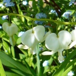 Photo of the bloom of Bleeding Heart (Lamprocapnos spectabilis Alba) posted by HemNorth - Garden.org Photo of the bloom of... 