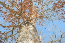 Photo of the stem, scape, stalk or bark of White Oak (Quercus alba) posted by ILPARW - Garden.org Photo of the stem, scape, stalk... 