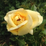 Photo of the bloom of Rose (Rosa Sunshine Daydream) posted by... org Photo of the bloom of Rose (Rosa Sunshine Daydream)