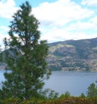 Photo of the habitat view of Ponderosa Pine (Pinus ponderosa) posted by HemNorth - Garden.org Photo of the habitat view of... 
